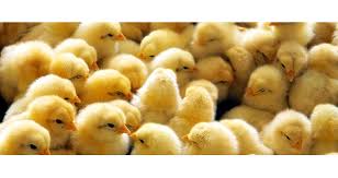 Fawona Chicks