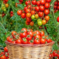 Organic Tomatoes - 25kg baskets - 2
