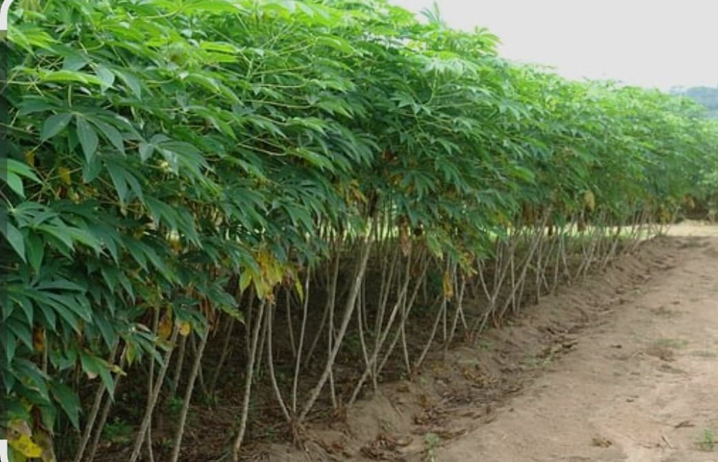 Fresh Cassava Tubers
